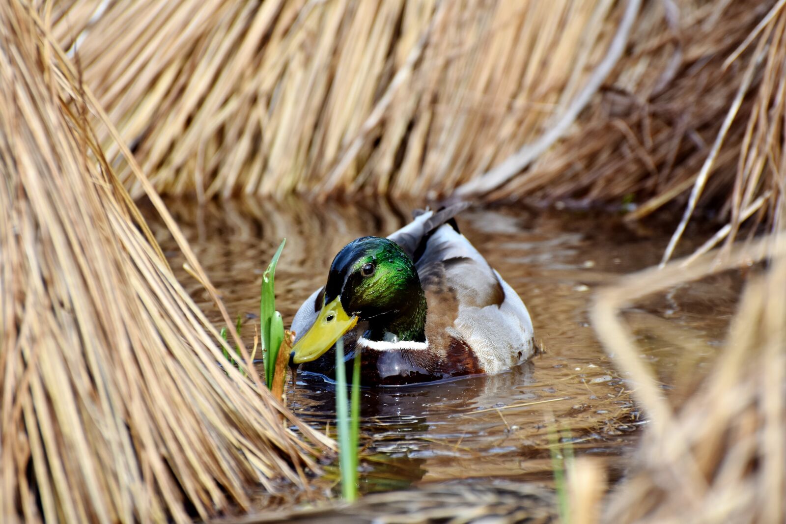 Nikon D7200 sample photo. Drake, duck, mallard photography
