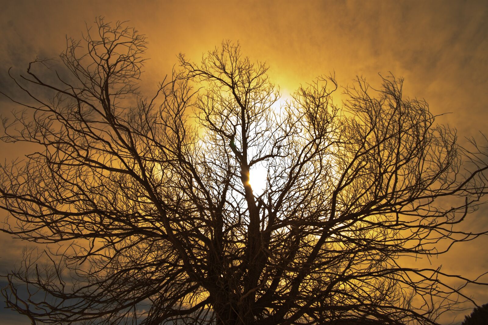 Canon EOS 500D (EOS Rebel T1i / EOS Kiss X3) sample photo. Tree, dawn, landscape photography