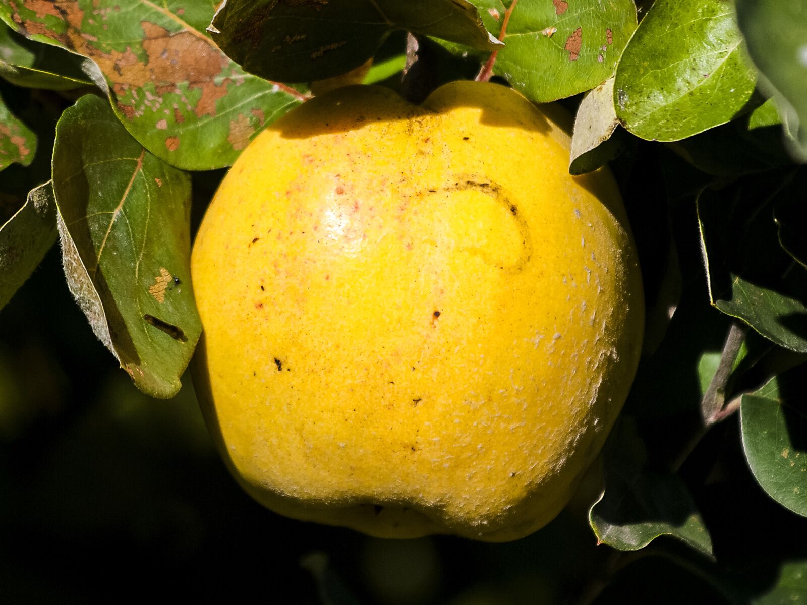 Olympus E-3 sample photo. Quince, fruit, nature photography