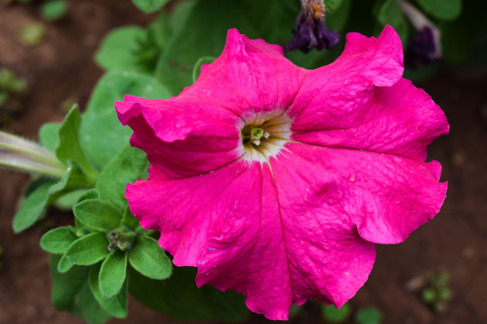 Nikon D3300 sample photo. Flower, pink, blossom photography