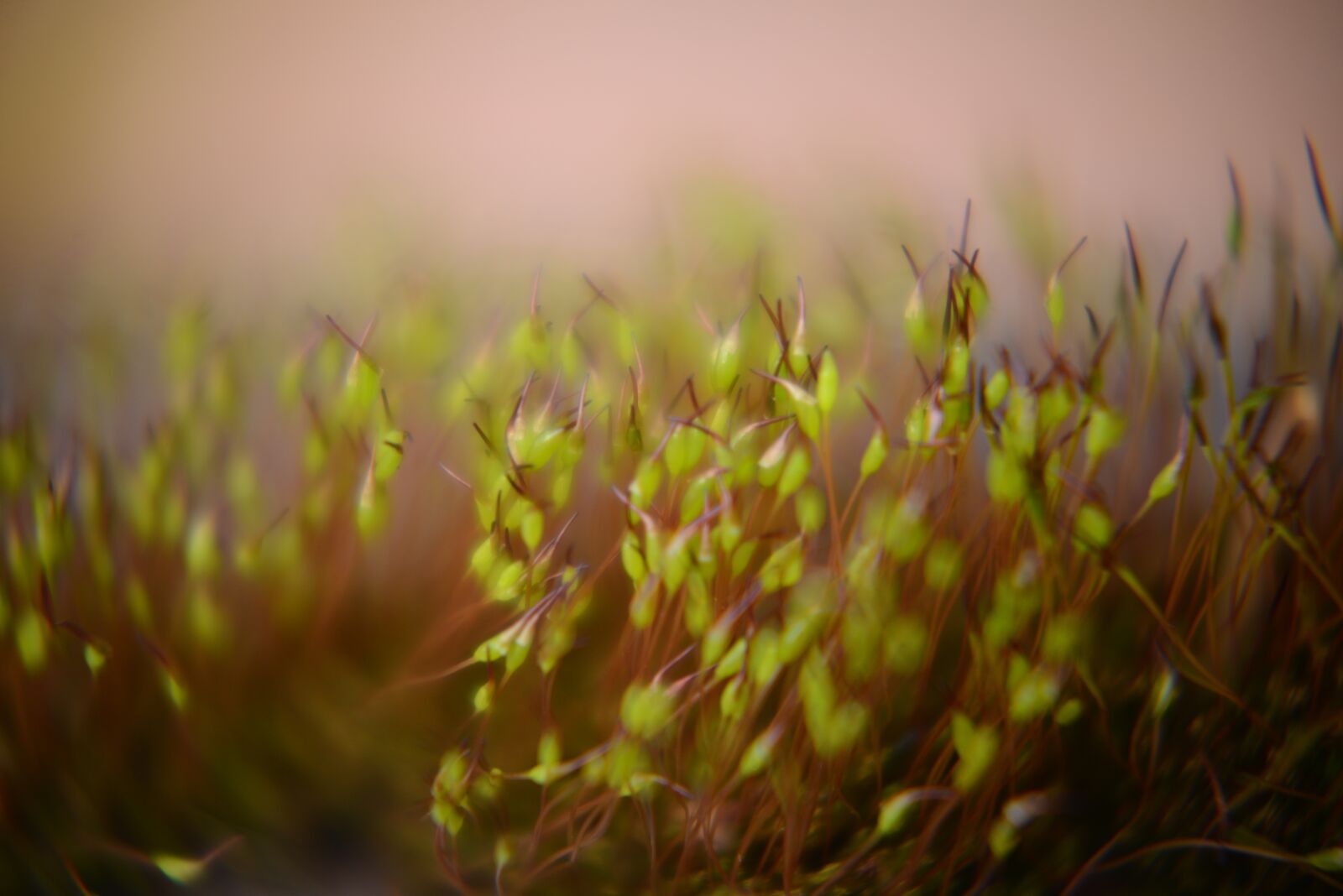 Nikon D600 sample photo. Moss, mystical, atmosphere photography