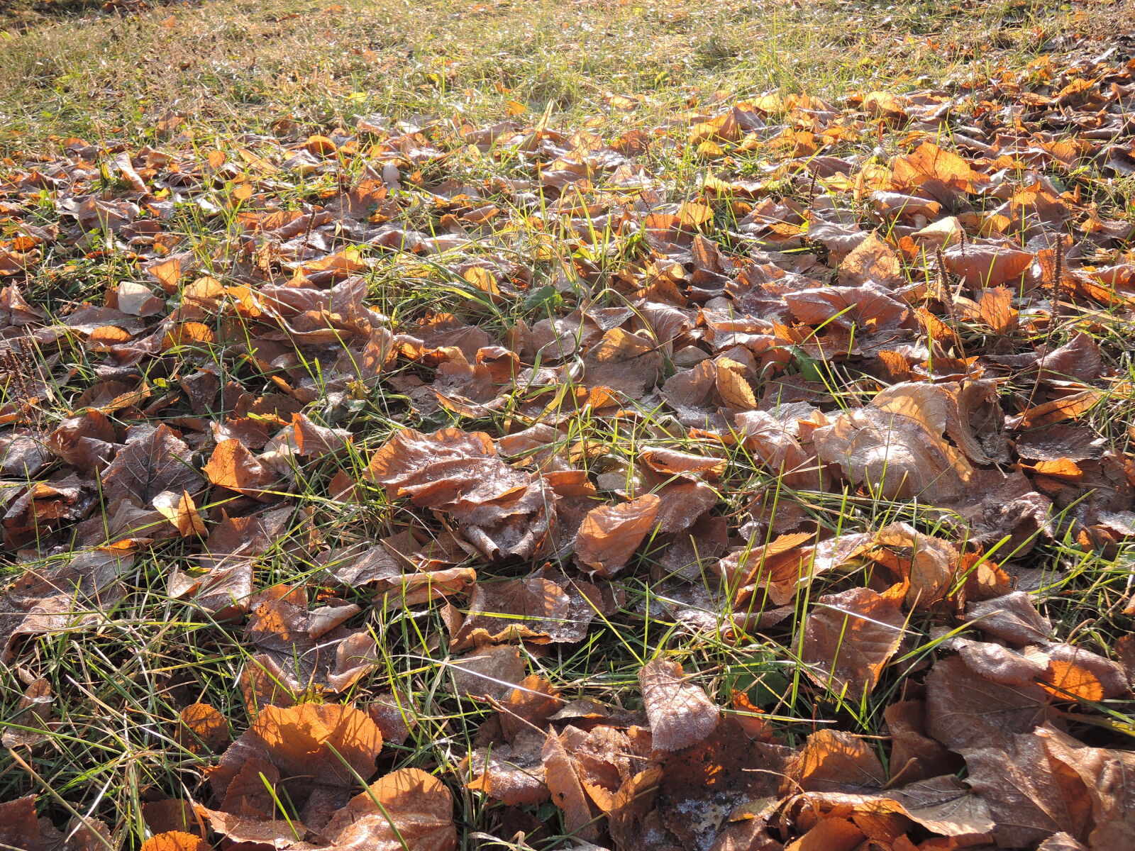 Nikon Coolpix P330 sample photo. Autumn, falling, ground, leaves photography