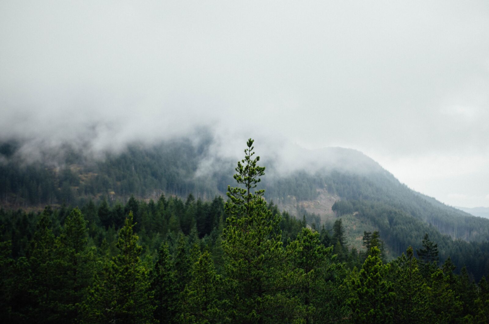Nikon D5100 sample photo. Mountain, pine tree, natural photography
