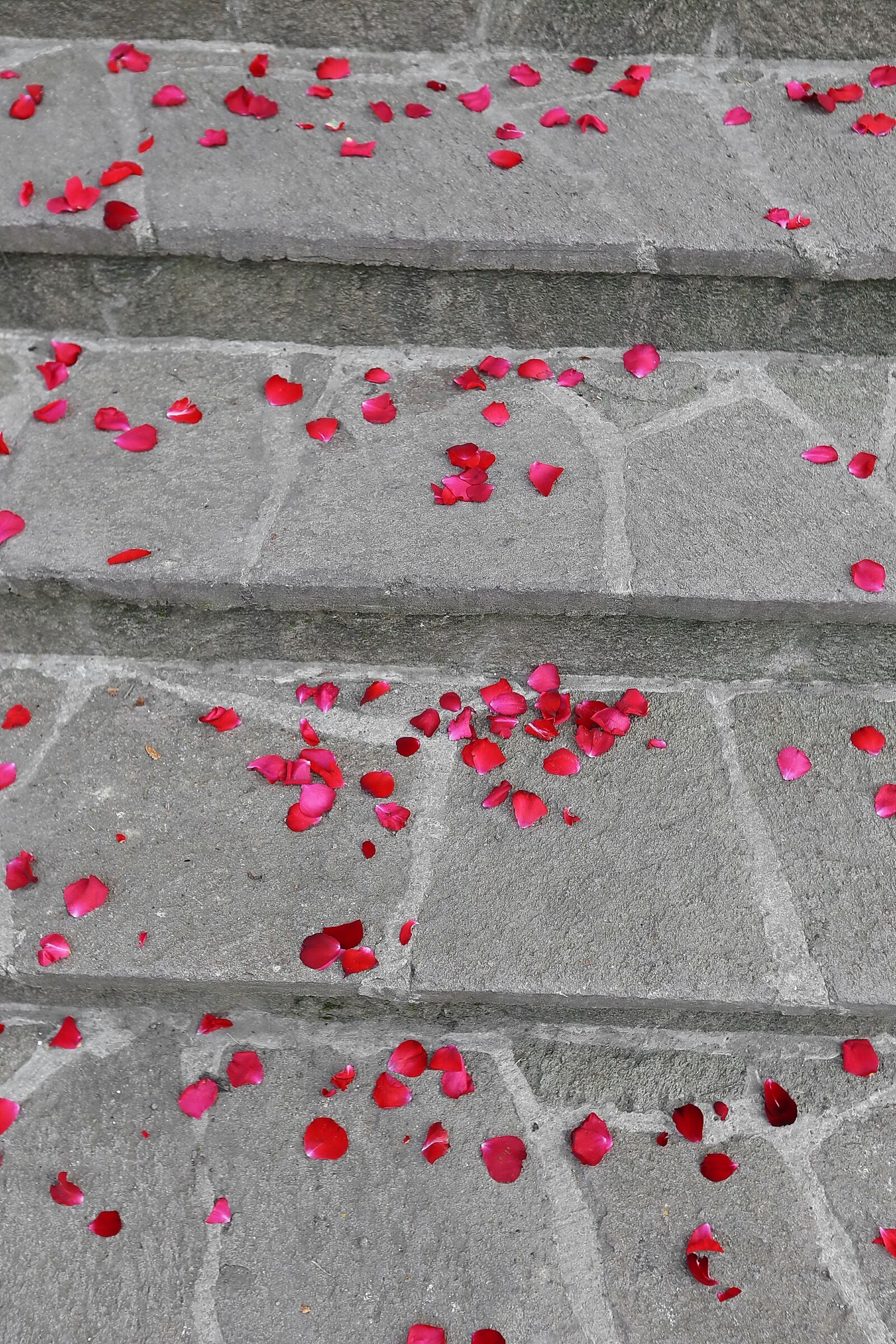 Canon EF 16-35mm F2.8L II USM sample photo. Stairs, petals, pavement, rose photography
