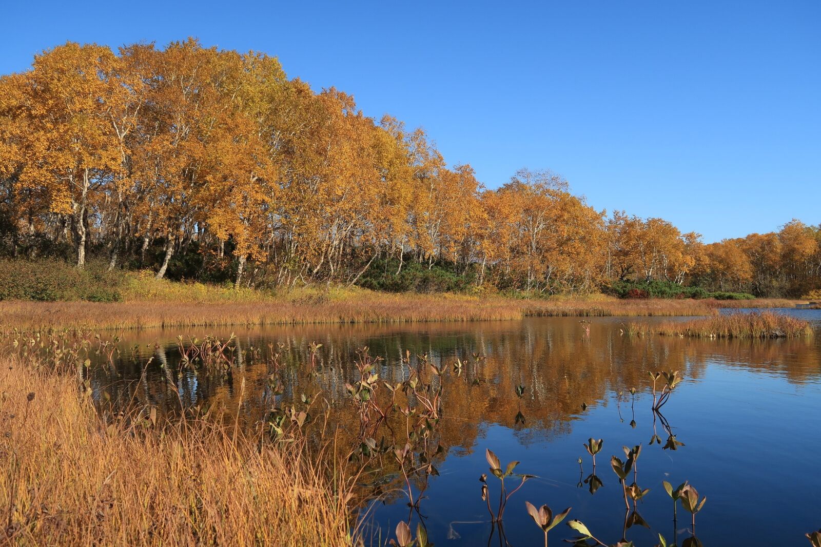 Canon PowerShot G7 X Mark II sample photo. Autumn, lake, forest photography