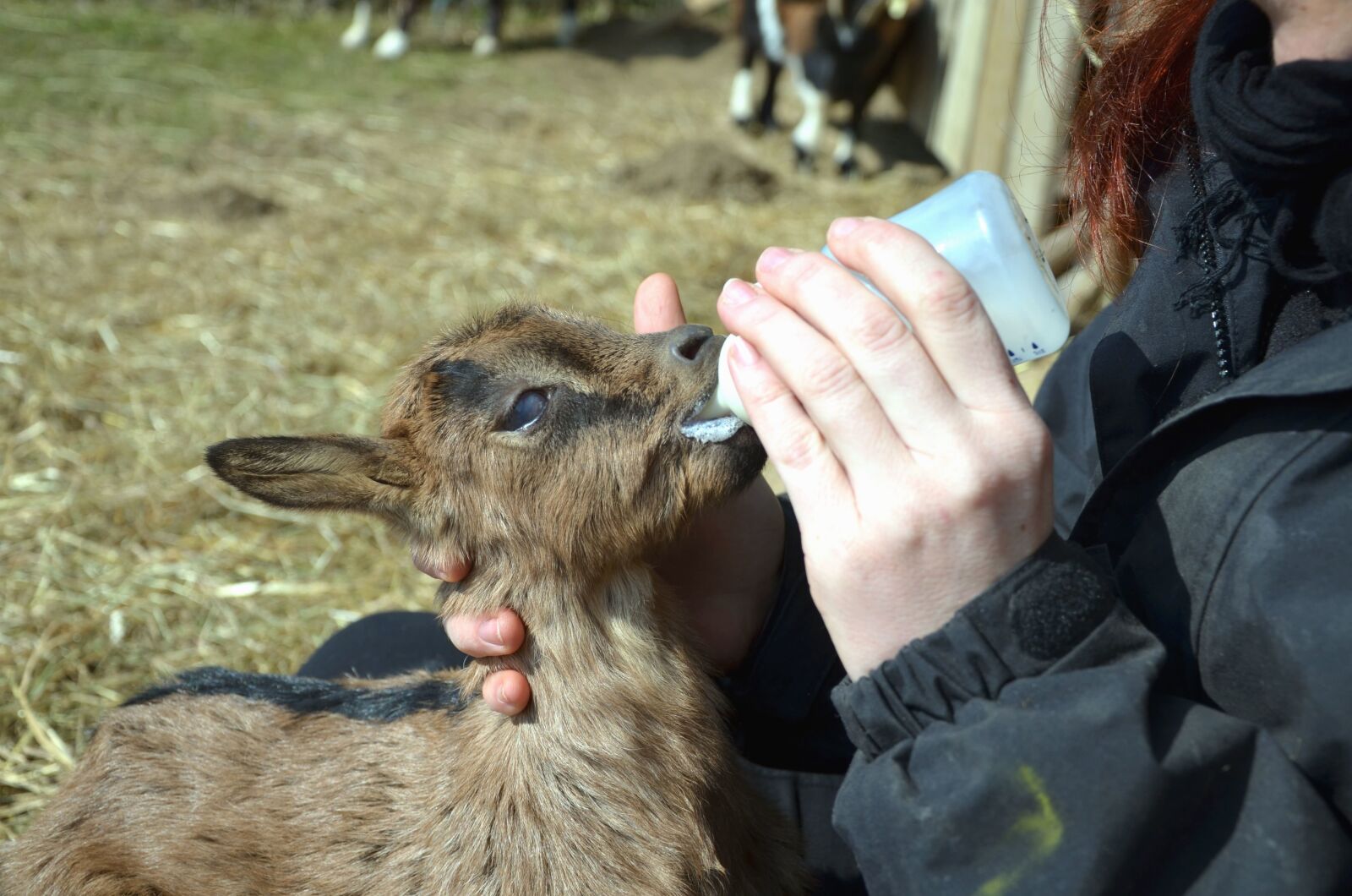 Nikon D5100 sample photo. Goat, baby, milk, fur photography