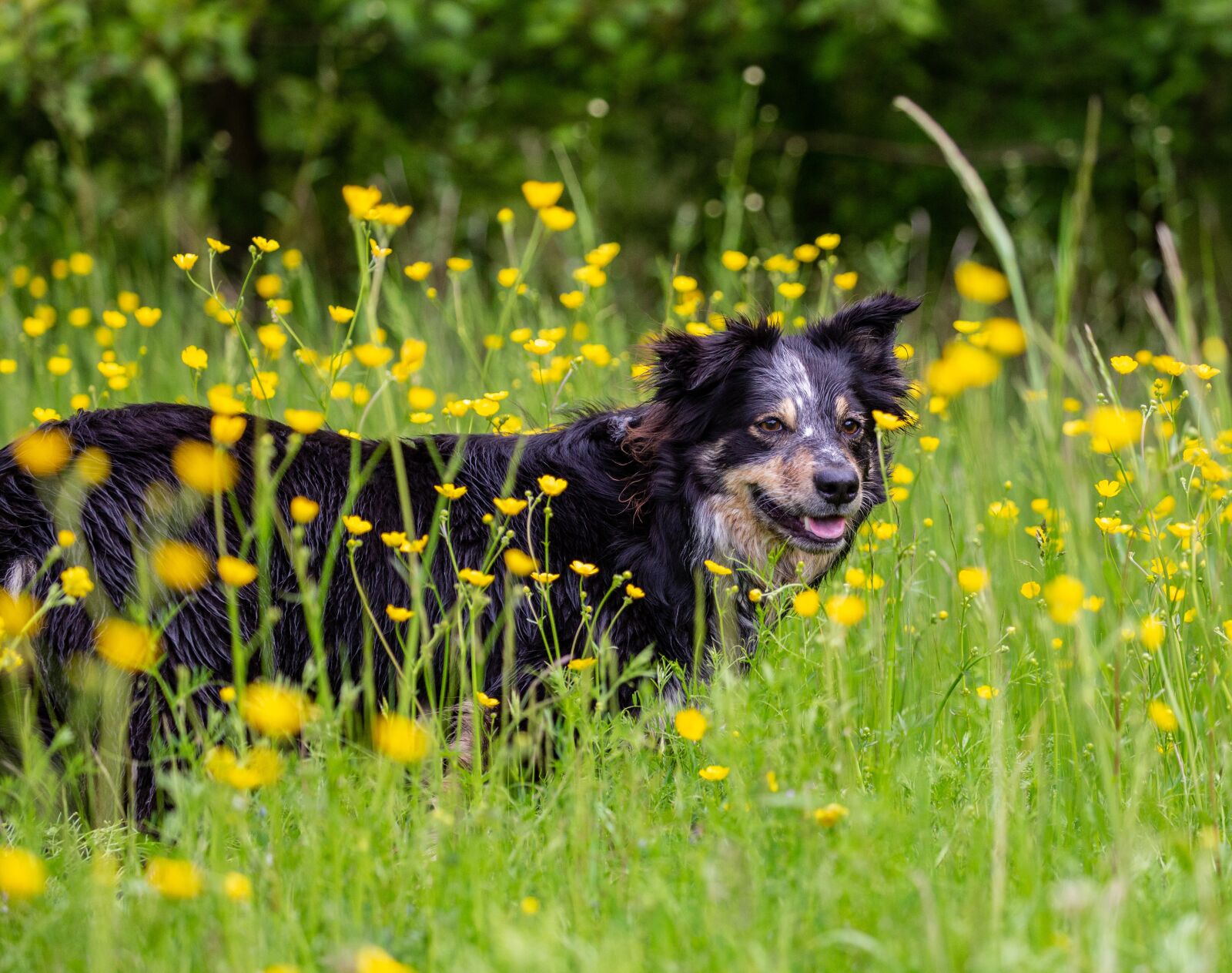Canon EOS 5D Mark III sample photo. Border collie, wet dog photography