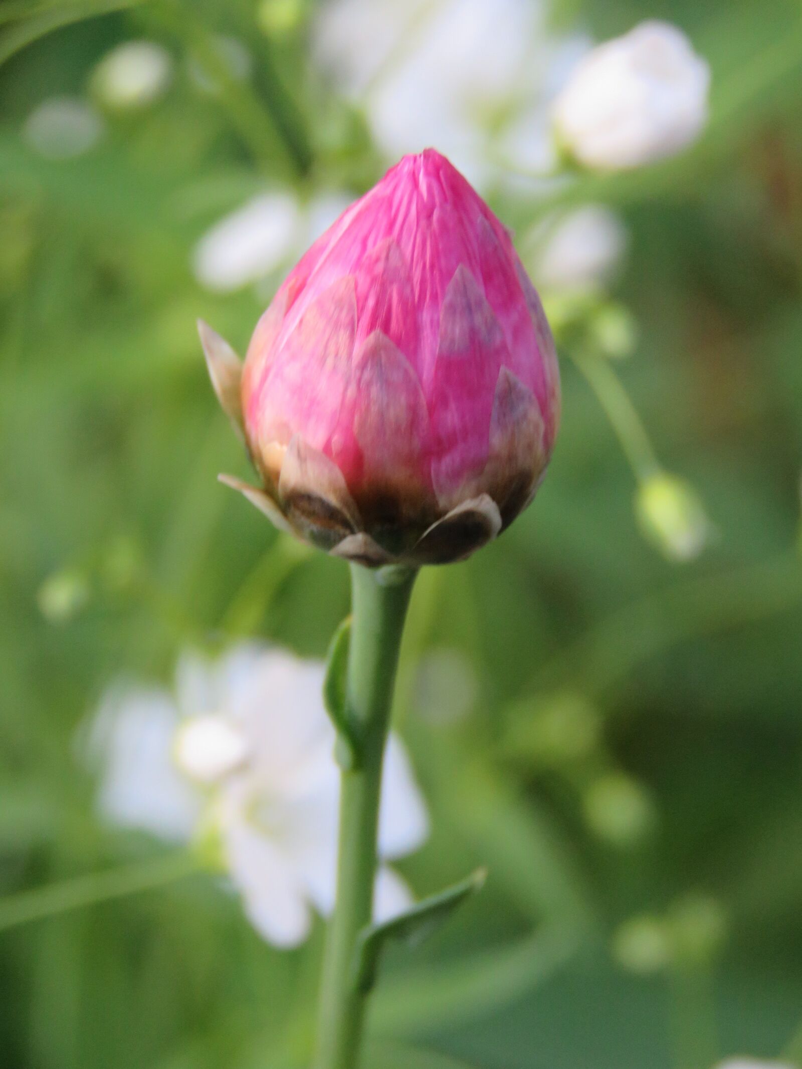 Canon PowerShot SX60 HS sample photo. Button, flower, dry flower photography