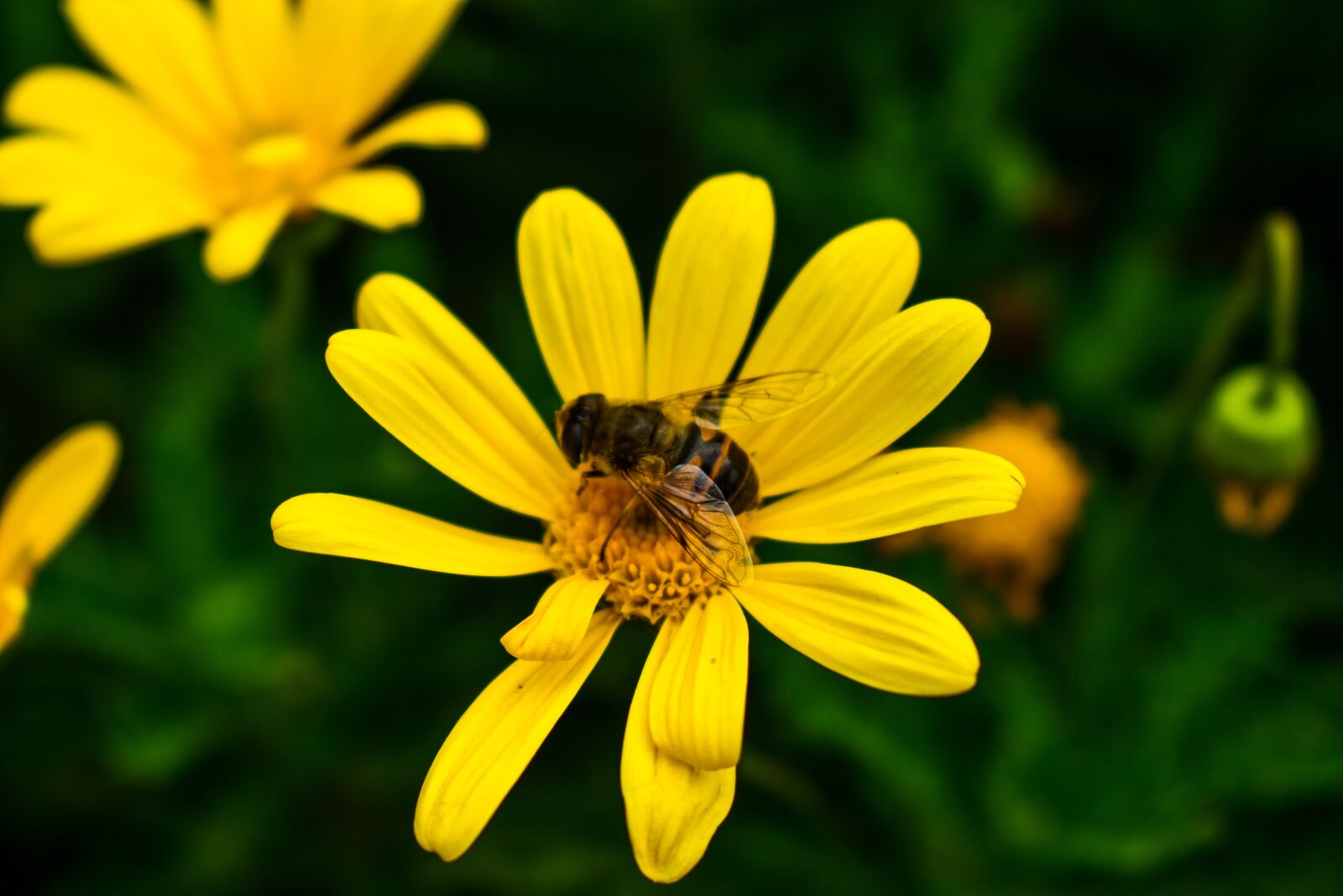 Nikon D3400 sample photo. Nature, flower, plant photography