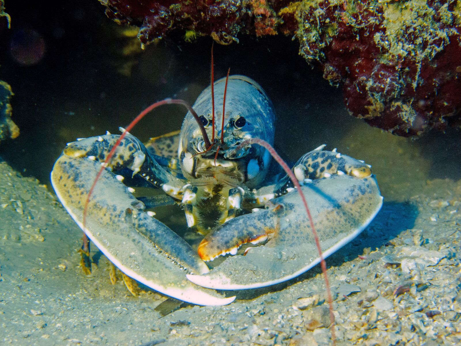 Canon PowerShot G12 sample photo. Lobster, diving, croatia photography