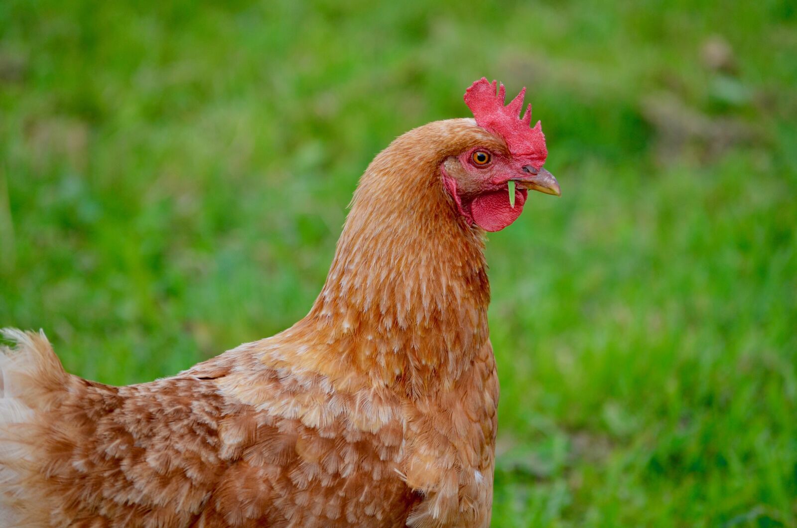 Nikon D5100 sample photo. Chicken, animal portrait, poultry photography