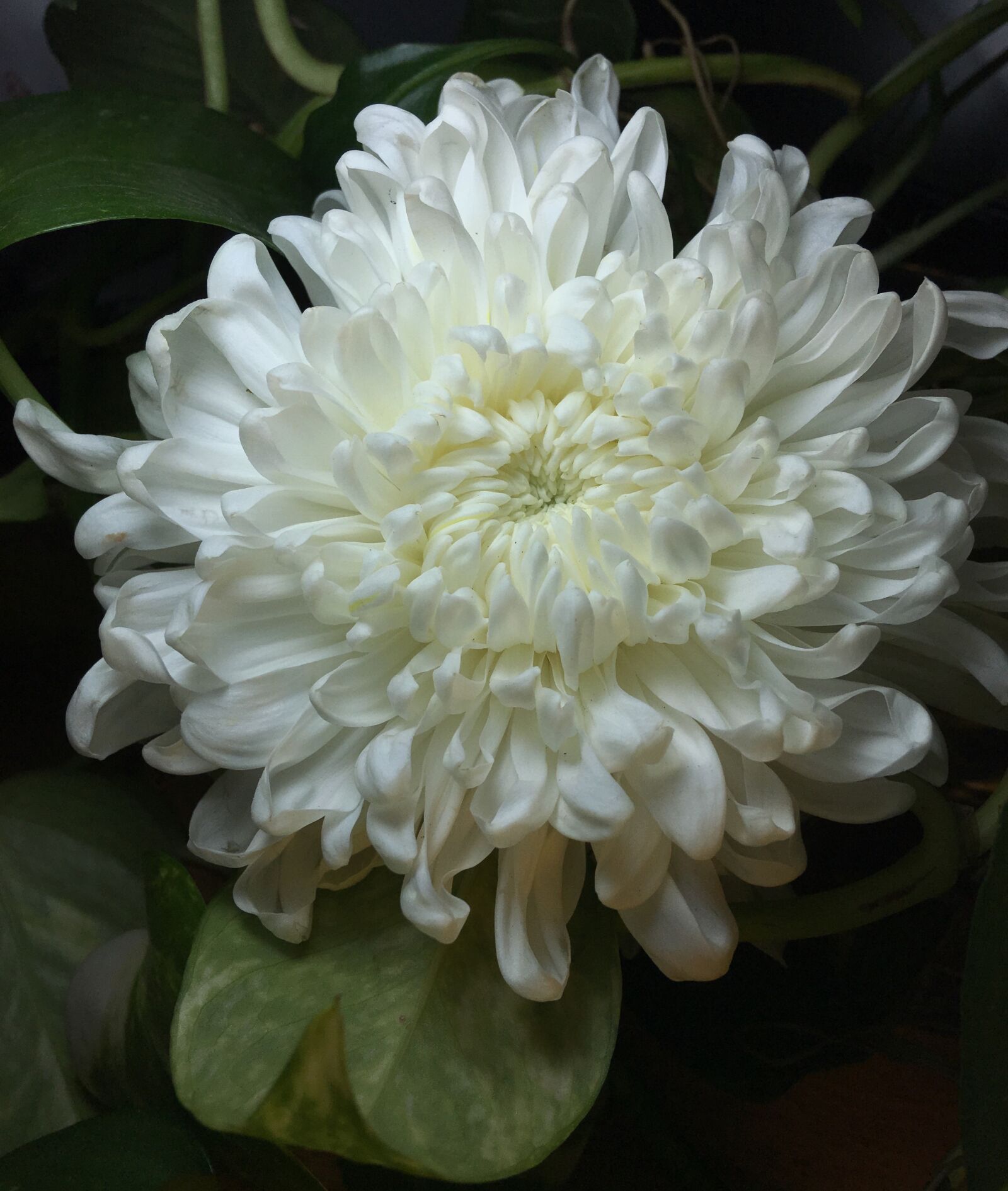 iPhone 6s Plus back camera 4.15mm f/2.2 sample photo. White petals, white flower photography