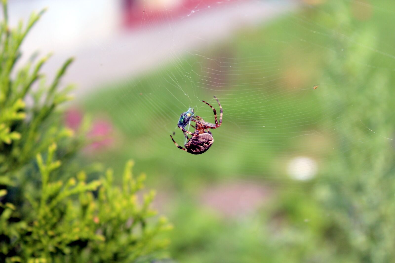 Canon EOS 1200D (EOS Rebel T5 / EOS Kiss X70 / EOS Hi) sample photo. Spider, cobweb, nature photography