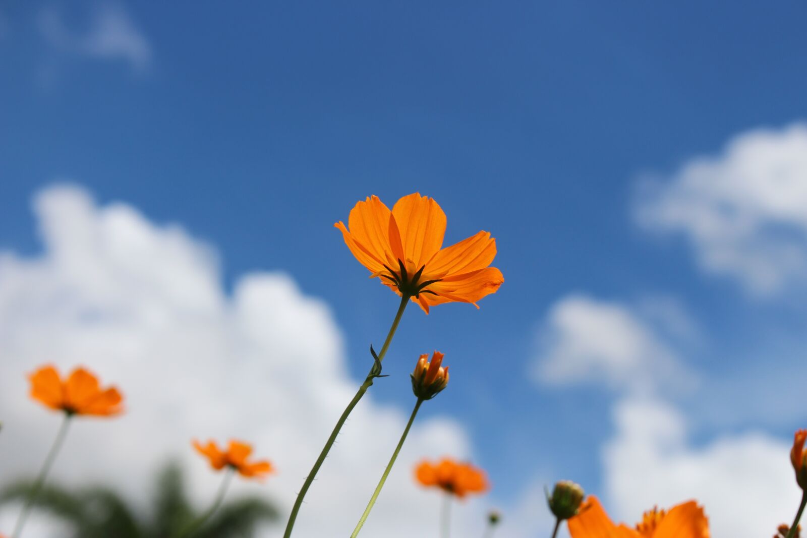 Canon EOS 700D (EOS Rebel T5i / EOS Kiss X7i) sample photo. Kosmo yellow, flower, sky photography