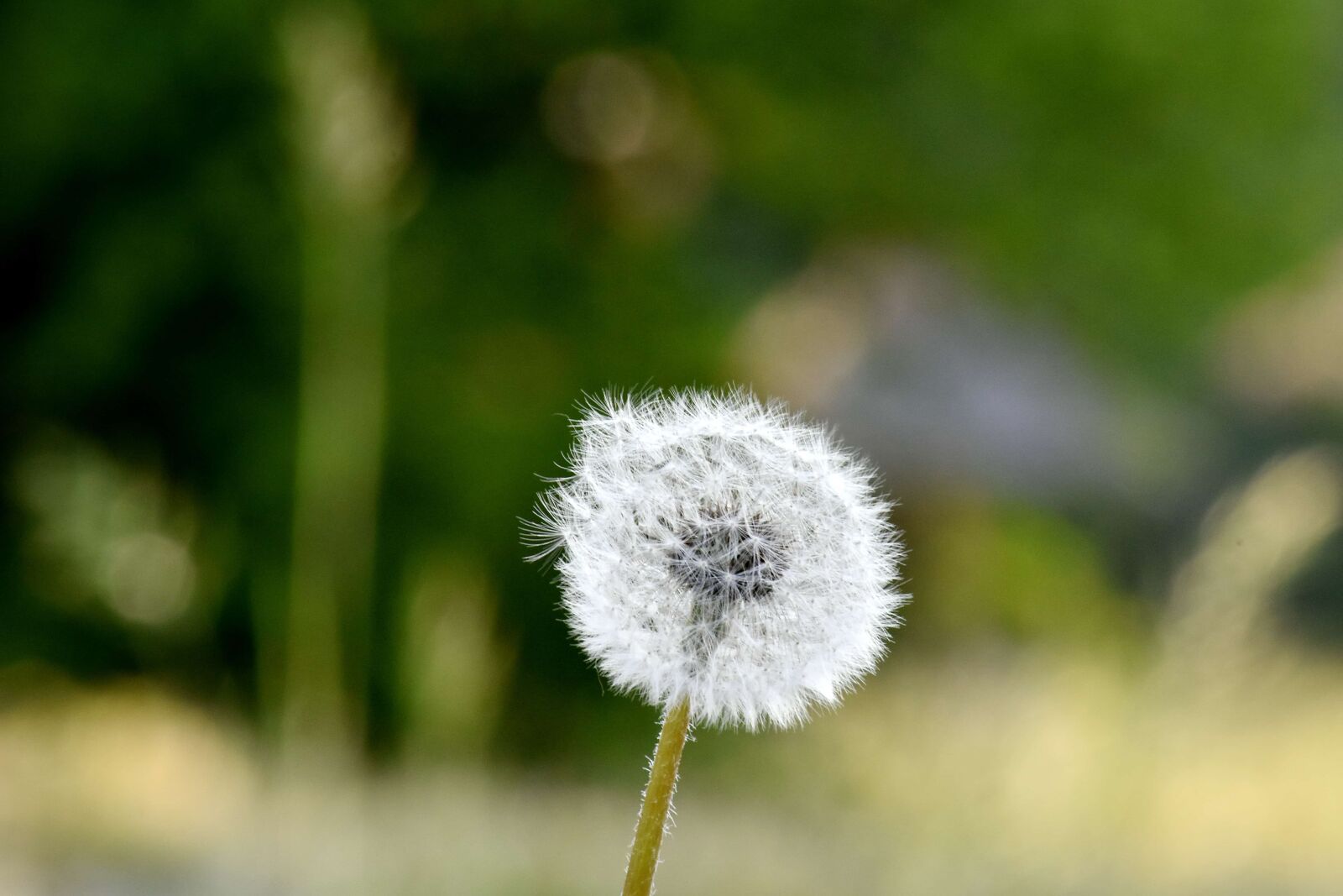 Nikon D5500 sample photo. Sunshine, dandelion, flower, plant photography