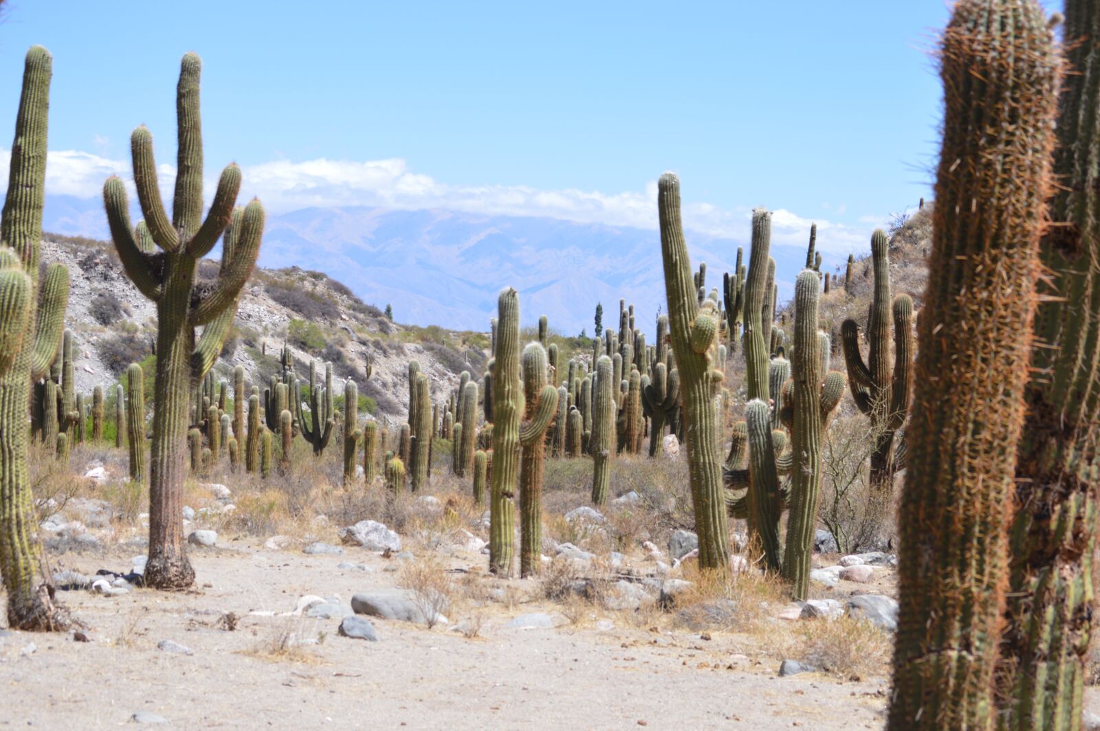 Nikon D3200 sample photo. Cactus, flower, arid photography