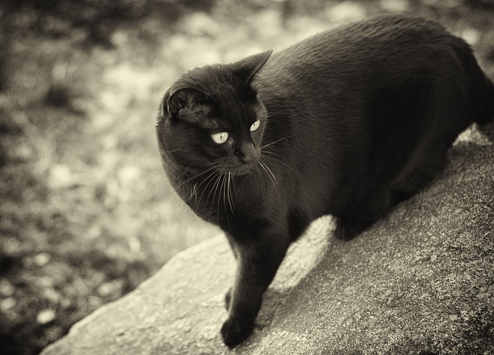 Nikon D500 sample photo. Cat, sw, animal world photography