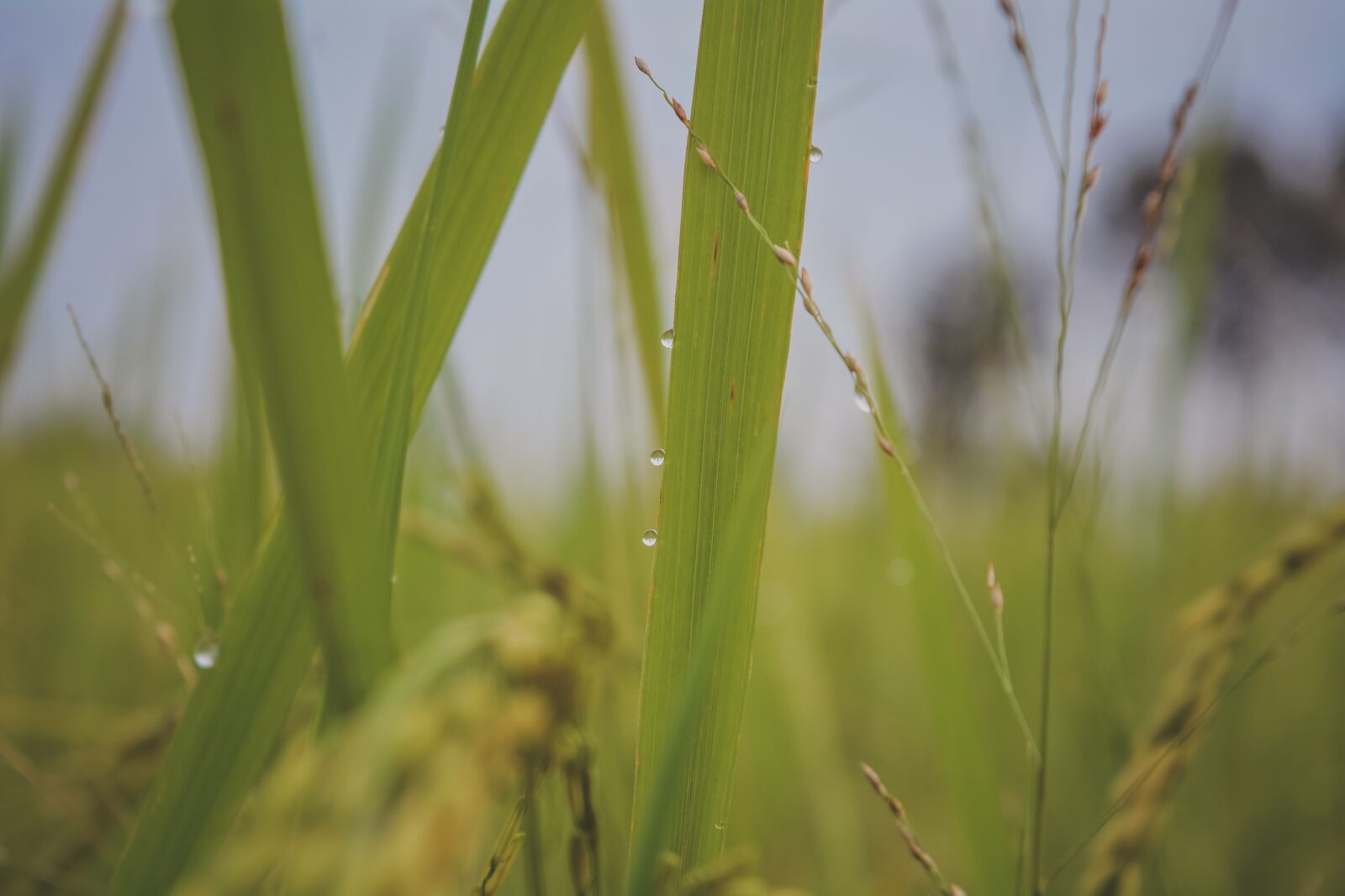 Nikon D7100 sample photo. Drops of water, nature photography