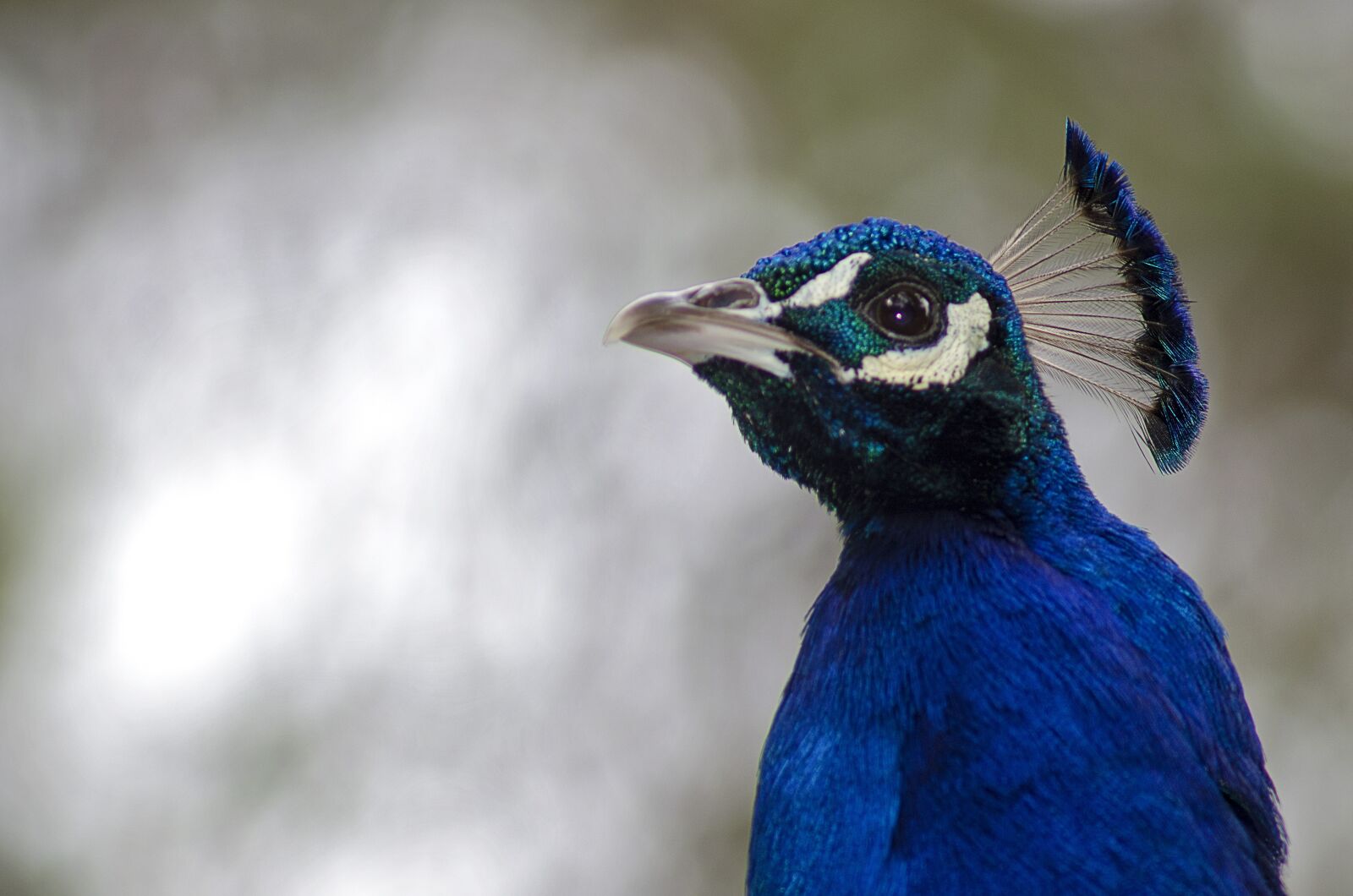 Nikon D5100 sample photo. Animal, turkey, colorful photography