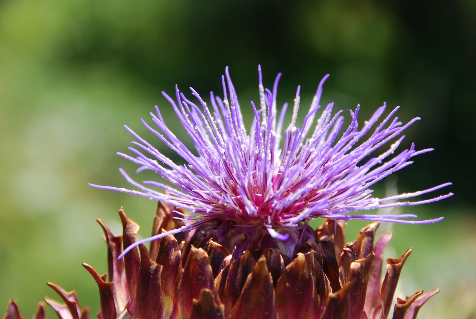 Nikon D80 sample photo. Artichoke, flower, rosa photography