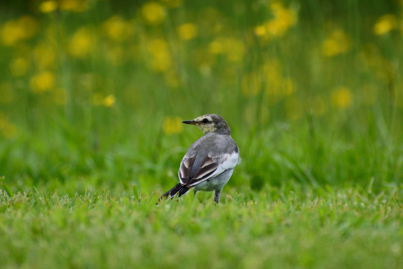 VR 70-300mm f/4.5-6.3G sample photo. Animal, plant, flowering plant photography