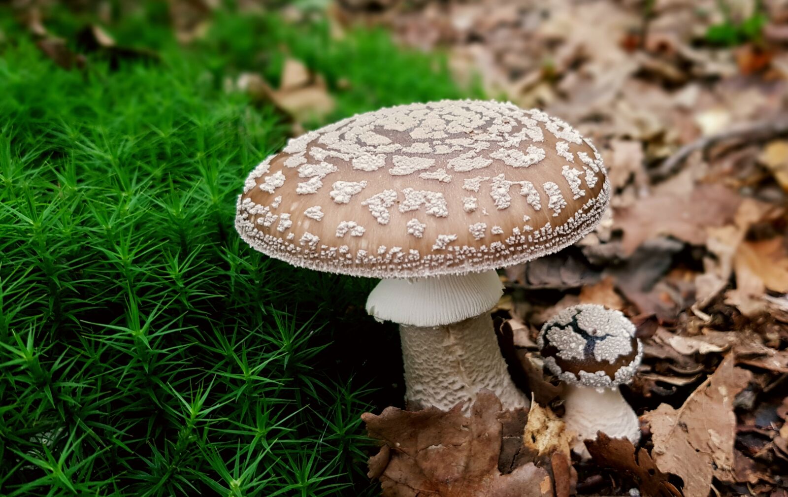 Samsung Galaxy S7 sample photo. Mushroom, panther mushroom, toxic photography