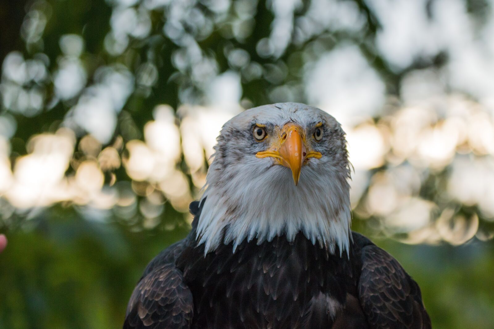 150-600mm F5-6.3 DG OS HSM | Contemporary 015 sample photo. Bald eagle, haliaeetus leucocephalus photography