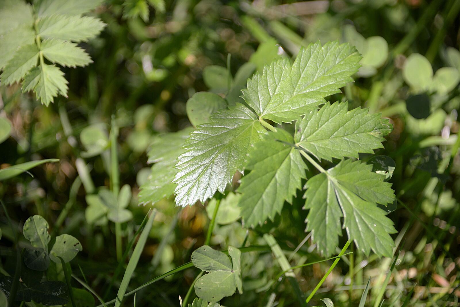 Nikon D610 sample photo. Blackberry leaves, green, plant photography