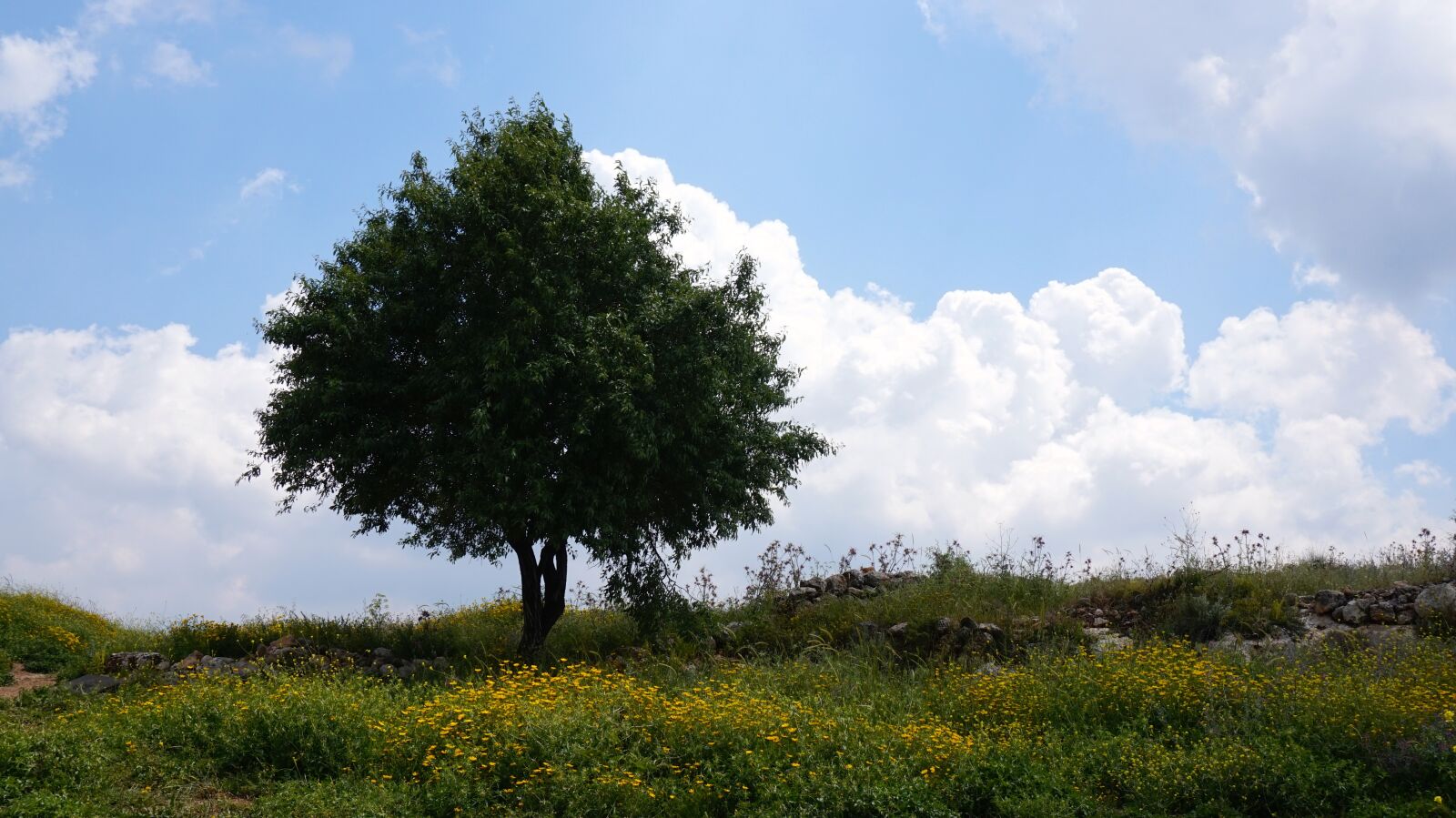 Sony Alpha a5000 (ILCE 5000) sample photo. Israel, field, clouds photography