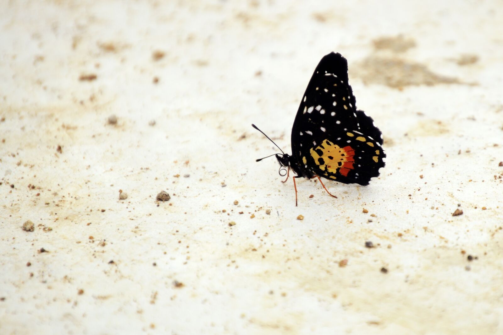 Nikon D3200 sample photo. Floor, soil, black photography