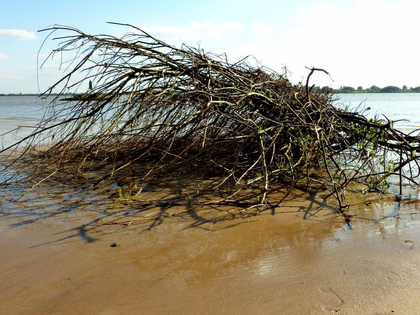 Panasonic DMC-FS37 sample photo. Elbe, elbe beach, nature photography