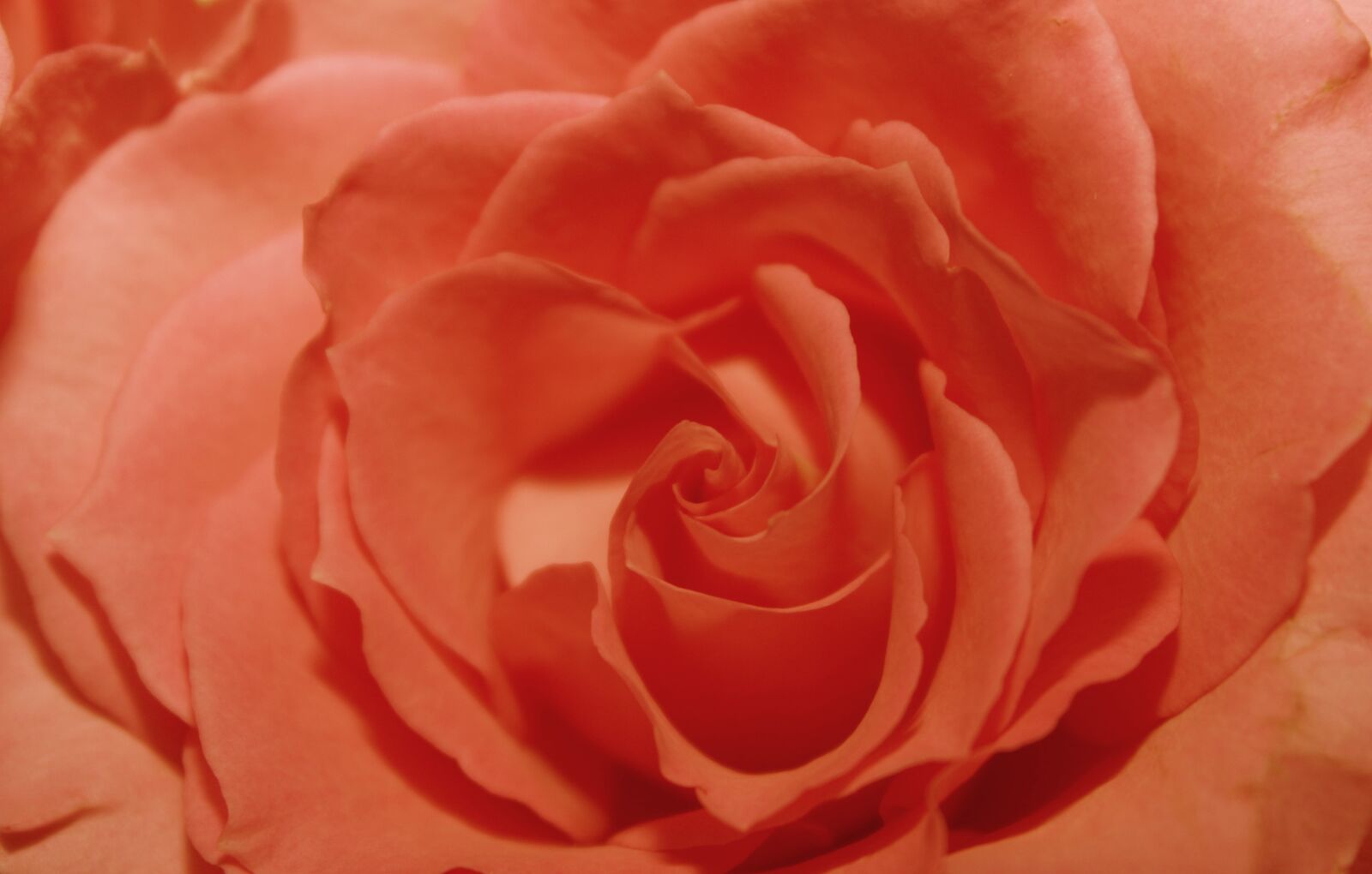 Canon EOS 600D (Rebel EOS T3i / EOS Kiss X5) sample photo. Apricot, rose, background photography
