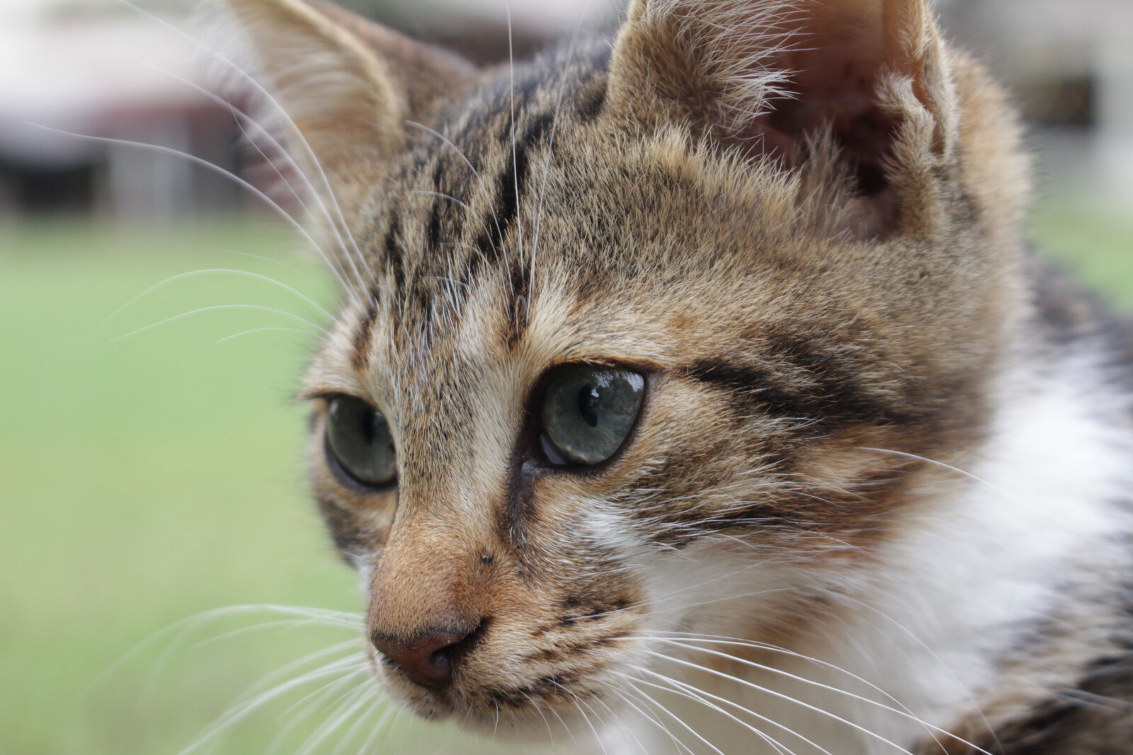 Canon EOS 700D (EOS Rebel T5i / EOS Kiss X7i) sample photo. Cat, close, up, kitten photography