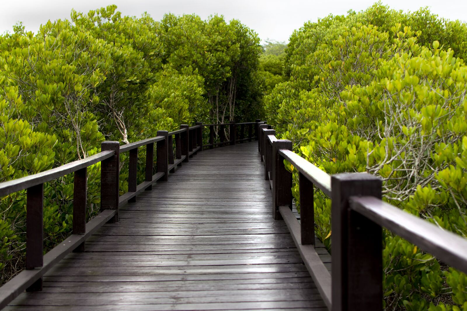 Nikon D3200 sample photo. Wood bridge, mangrove forest photography