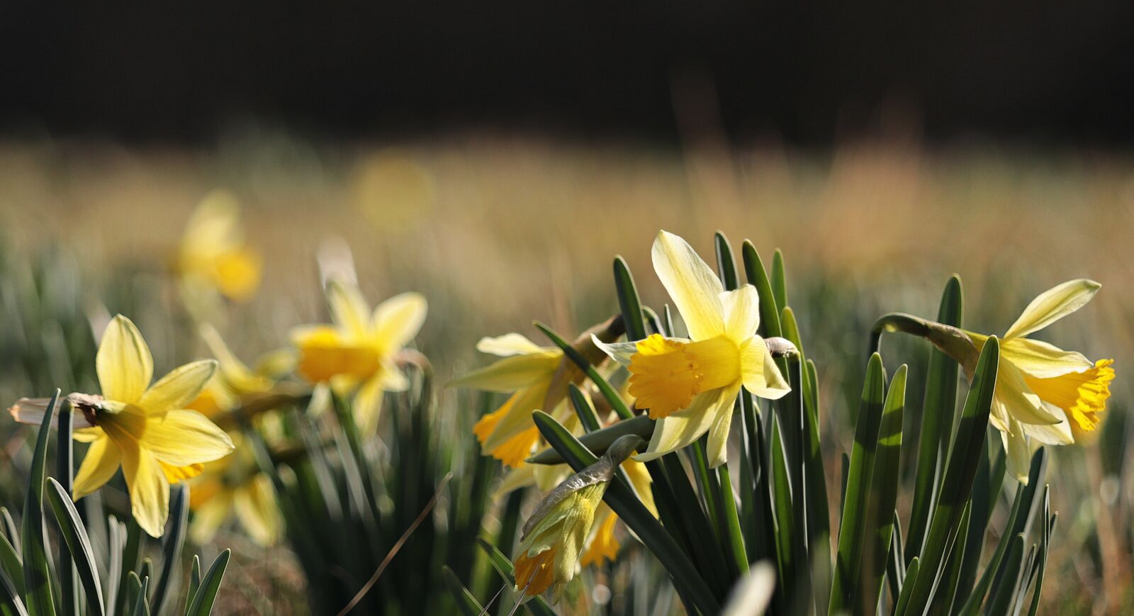Canon EOS 80D sample photo. Daffodils, yellow, spring photography