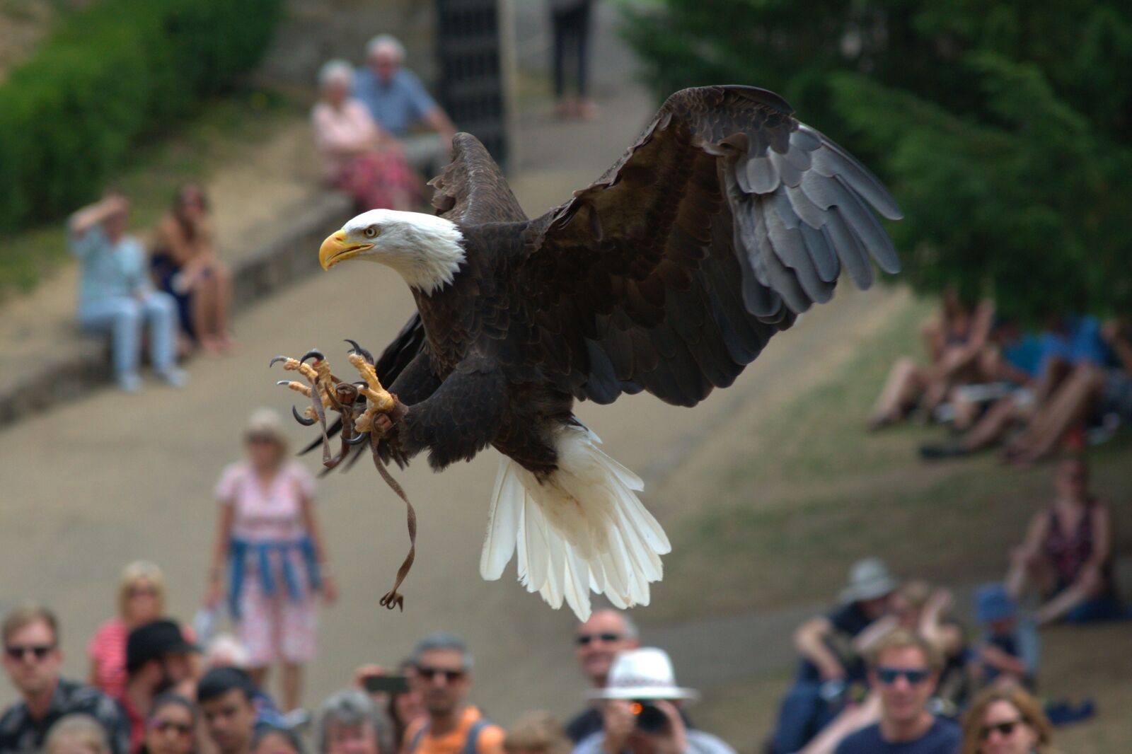 Nikon D3300 sample photo. Eagle, raptor, claws photography