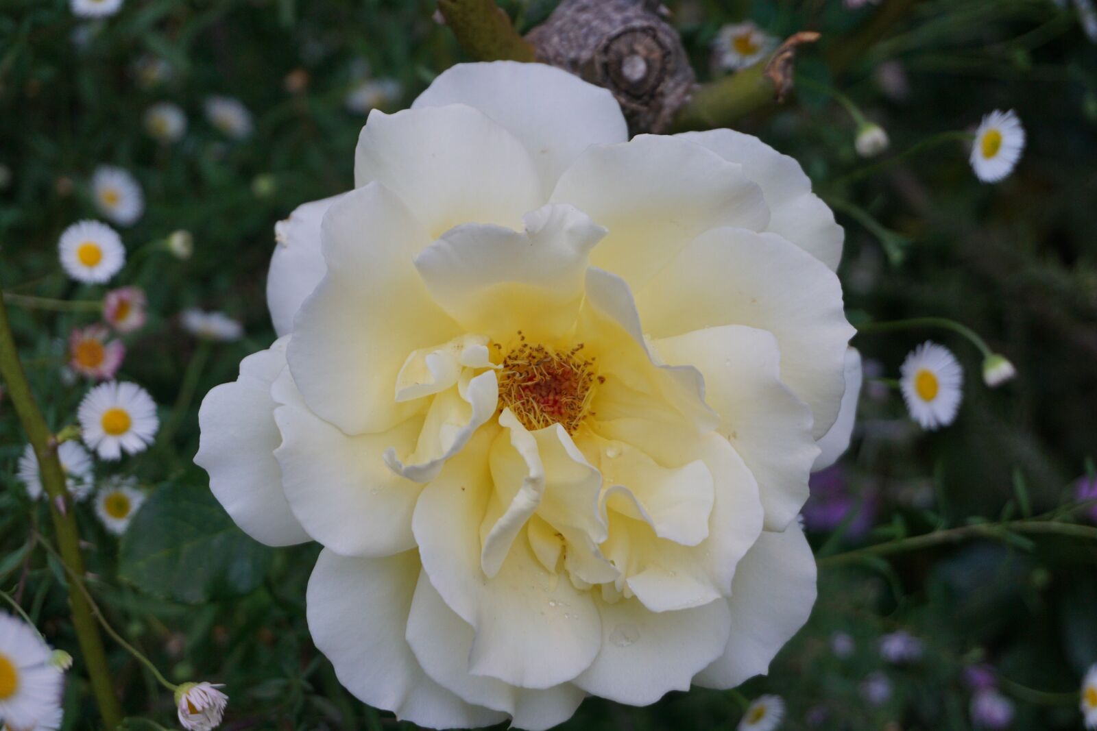 Sony a6000 sample photo. Rose, white, bloom photography