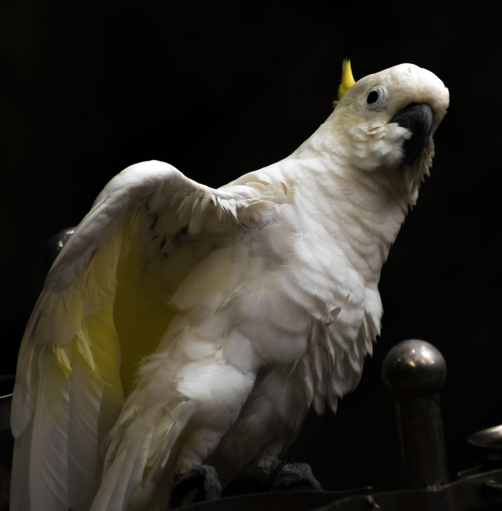 Nikon D5300 sample photo. Parrot, bird, white photography