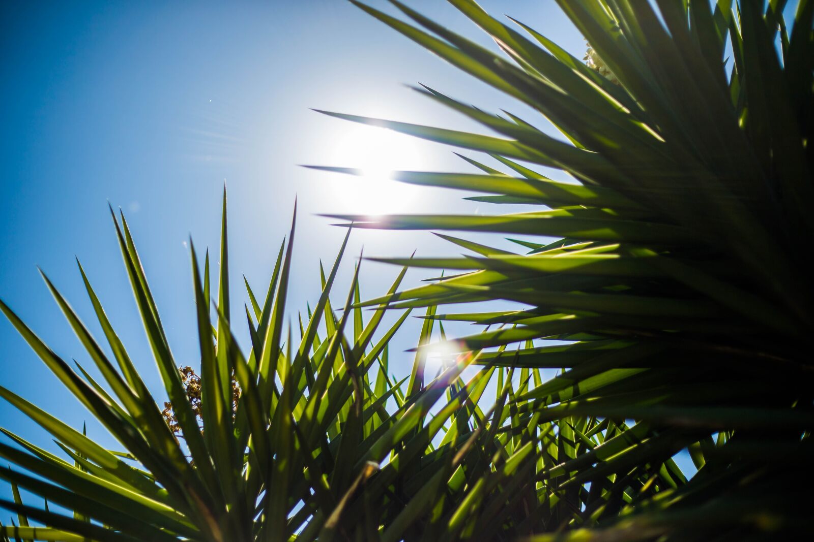 Canon EF 50mm F1.8 II sample photo. Sol, direct, day photography