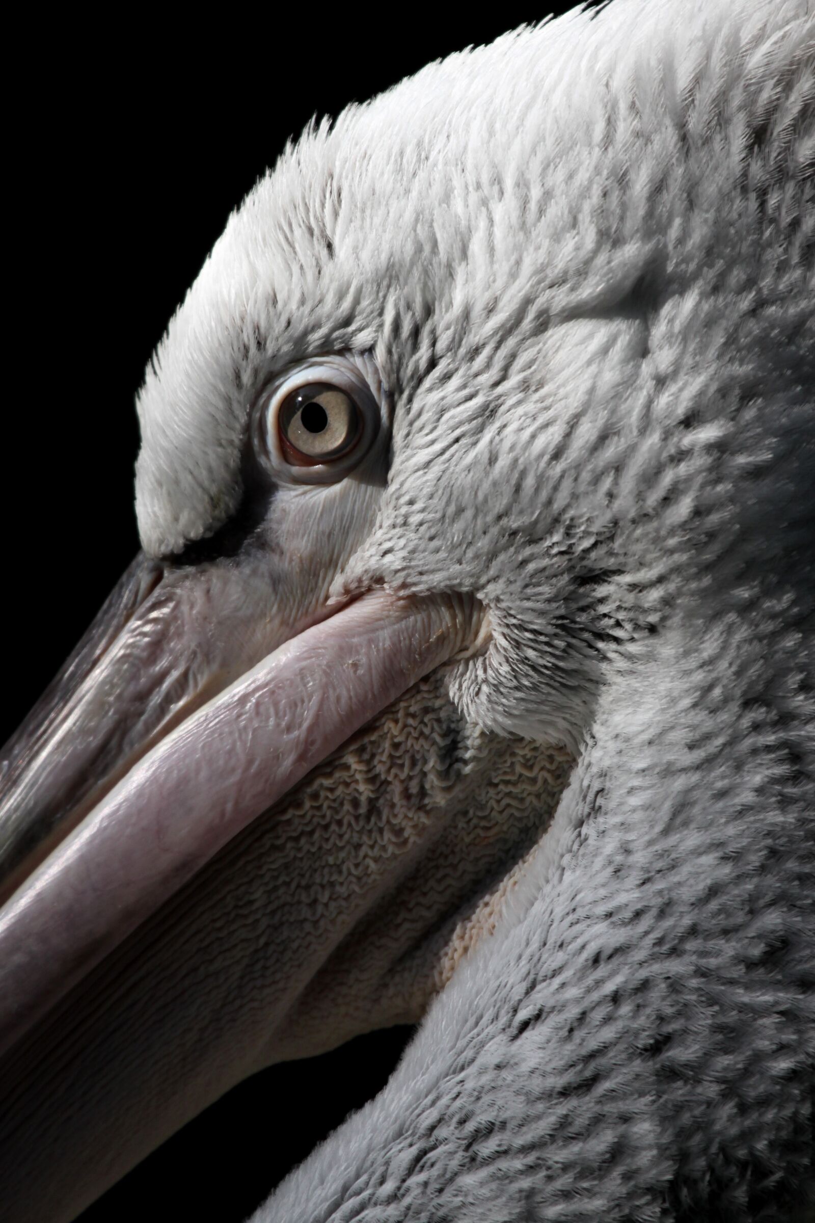 Canon EOS 500D (EOS Rebel T1i / EOS Kiss X3) sample photo. Dalmatian pelican, blijdorp, diegaarde photography
