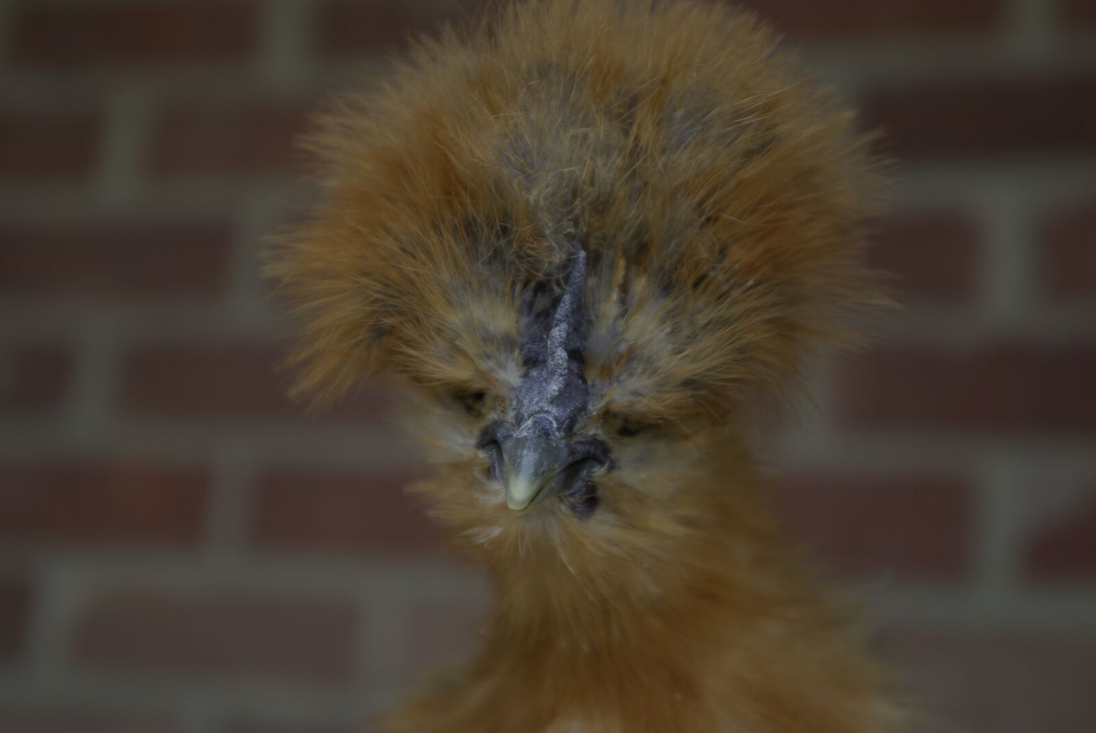 Samsung GX-10 sample photo. Silky, hen, animal photography