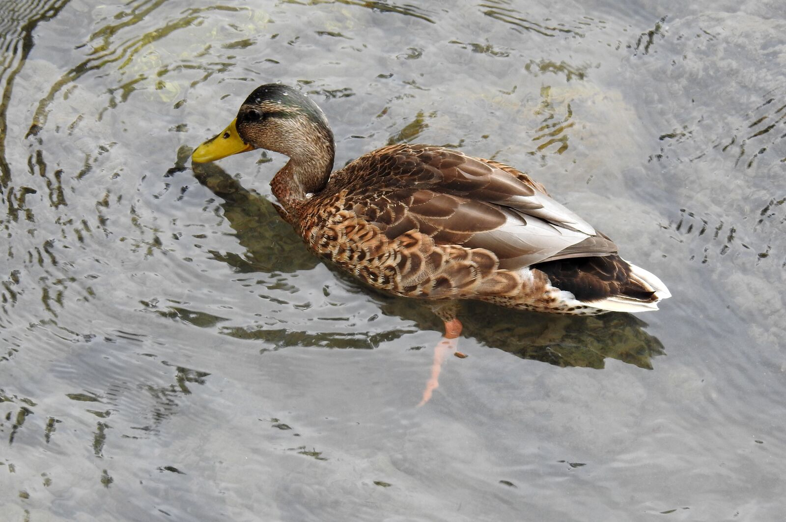Nikon Coolpix P900 sample photo. Duck, bird, nature photography