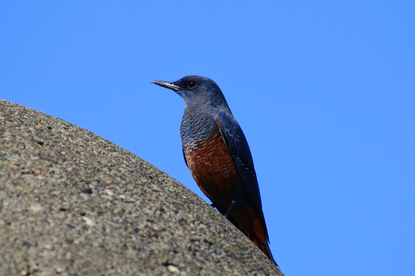 VR 70-300mm f/4.5-6.3G sample photo. Animal, sky, sea photography