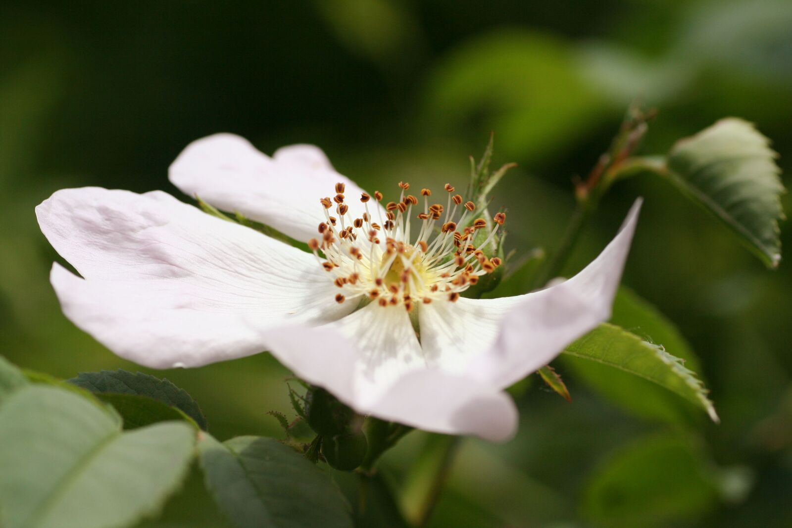 Canon EOS 350D (EOS Digital Rebel XT / EOS Kiss Digital N) sample photo. Flower, wild, rose hips photography