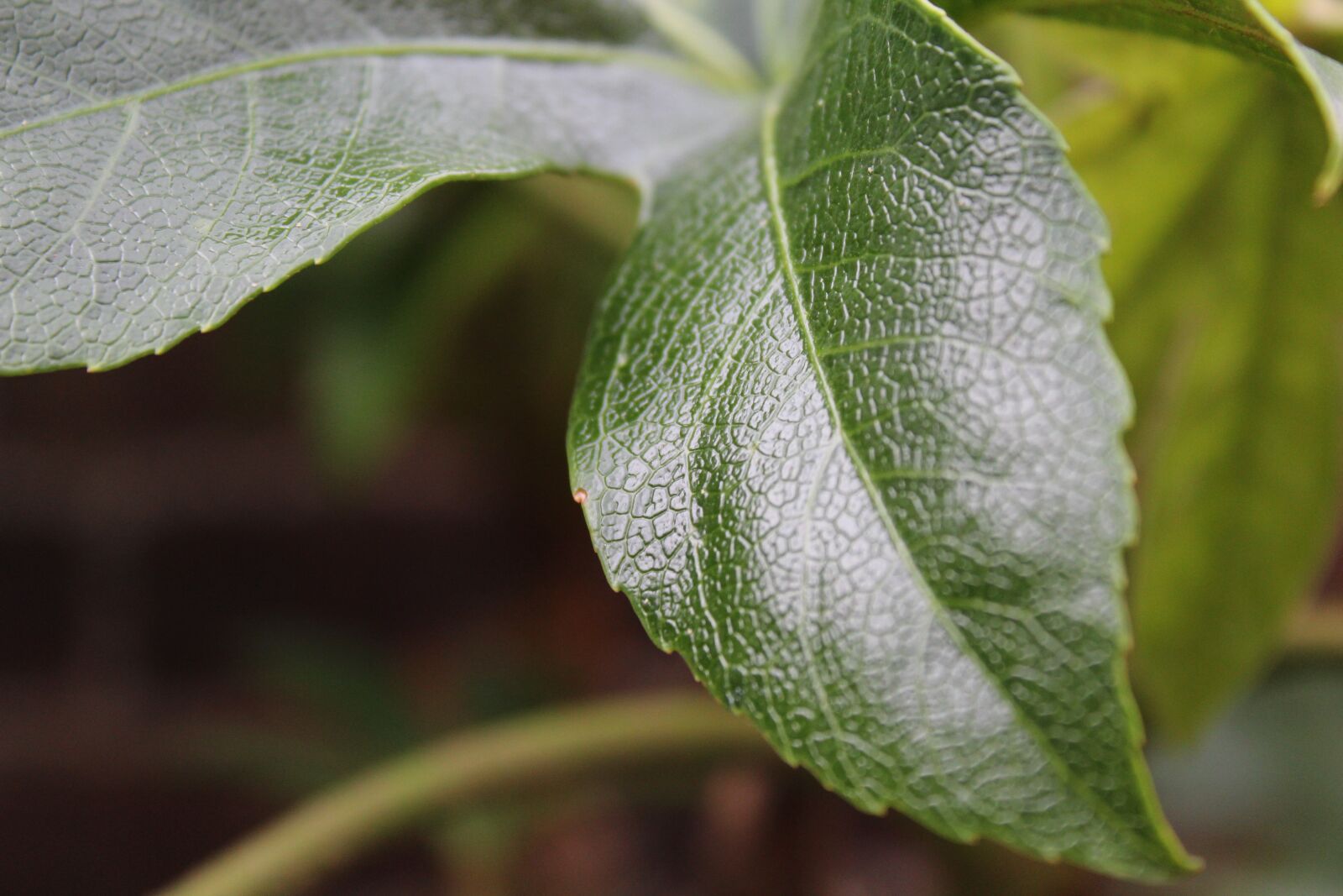 Canon EOS 1300D (EOS Rebel T6 / EOS Kiss X80) sample photo. Leaf, green leaf, laurel photography
