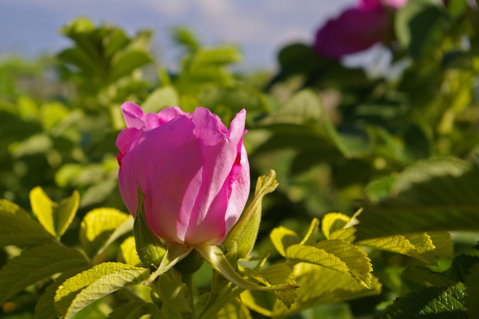 Pentax *ist DL2 sample photo. Wild rose, common peony photography