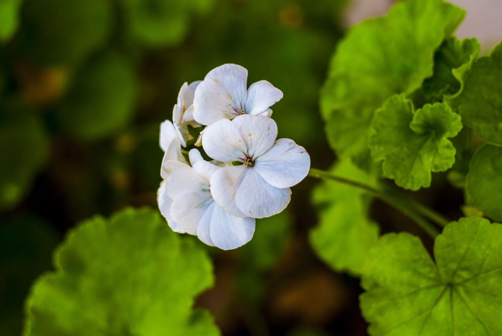 Nikon D60 sample photo. Jeranio, flowers, leaf photography