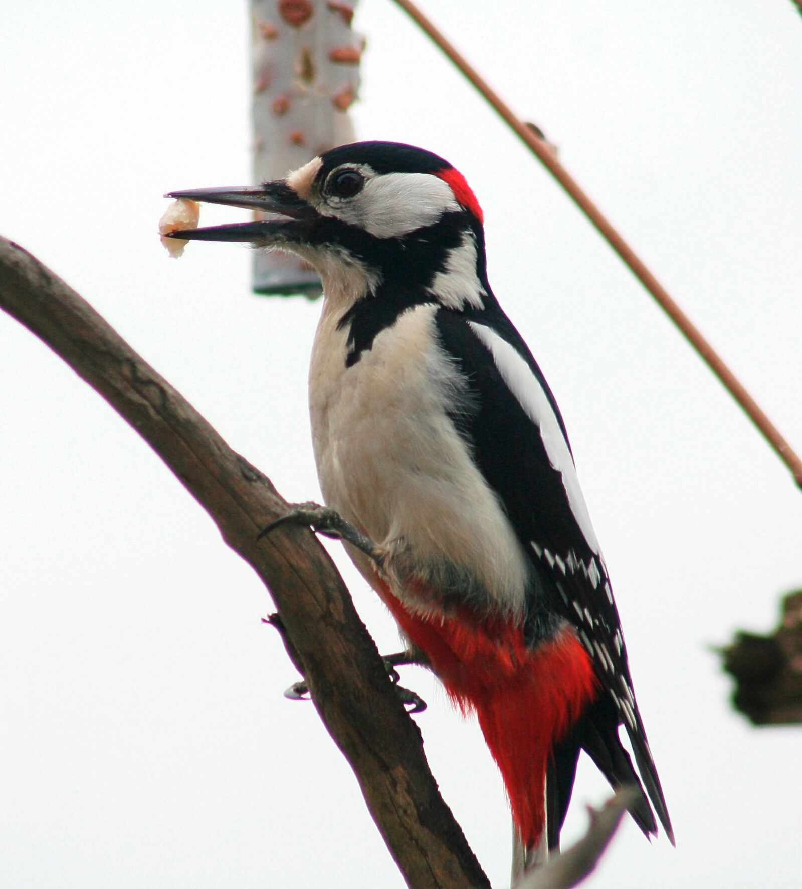 Canon EOS 350D (EOS Digital Rebel XT / EOS Kiss Digital N) sample photo. Woodpecker, bird, wild bird photography
