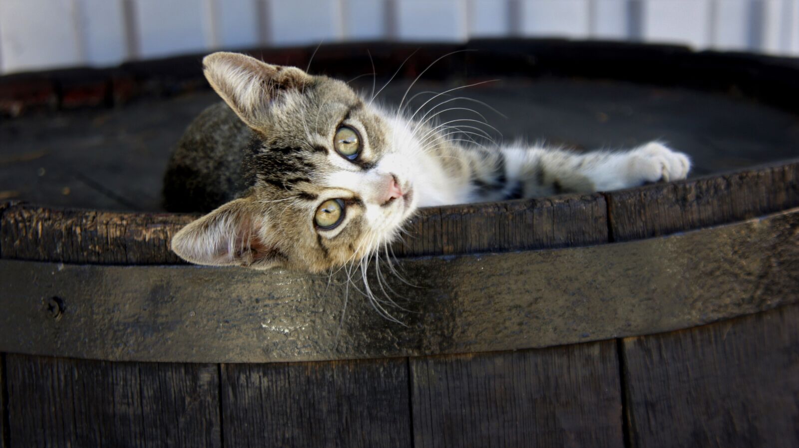 Sony Alpha NEX-3 + Sony E 18-55mm F3.5-5.6 OSS sample photo. Cat, kitten, wooden photography