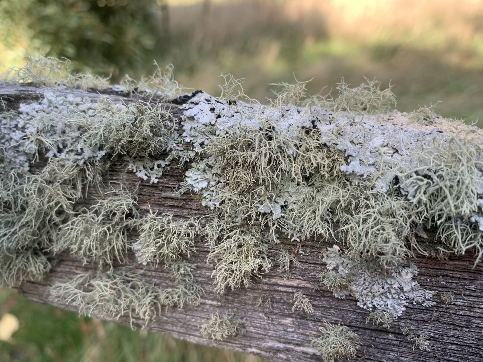 Apple iPhone XR sample photo. Lichen, patterns, texture photography